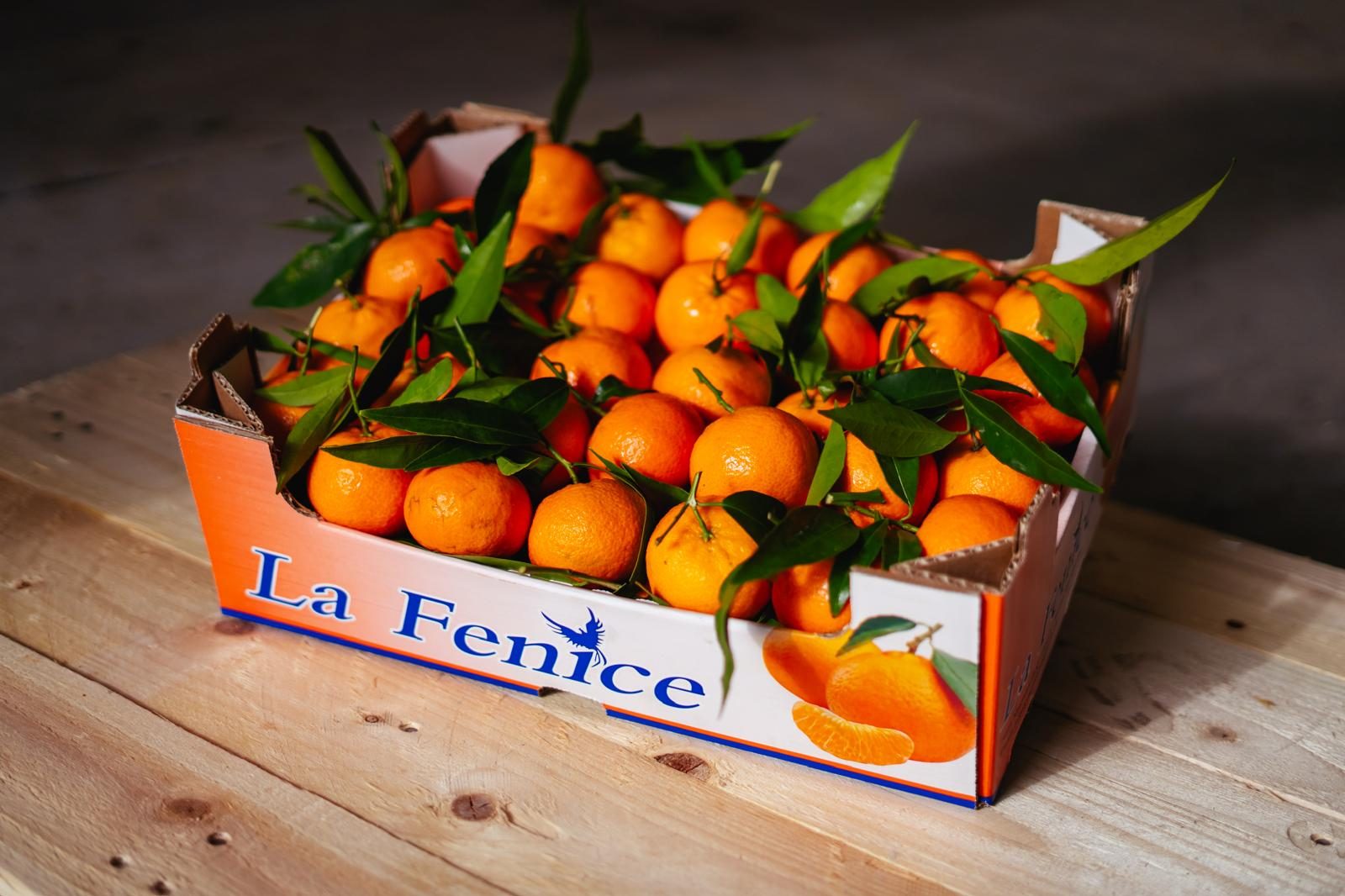 Clementine La Fenice — Clementine coltivate da La Fenice lungo l’arco jonico tarantino.