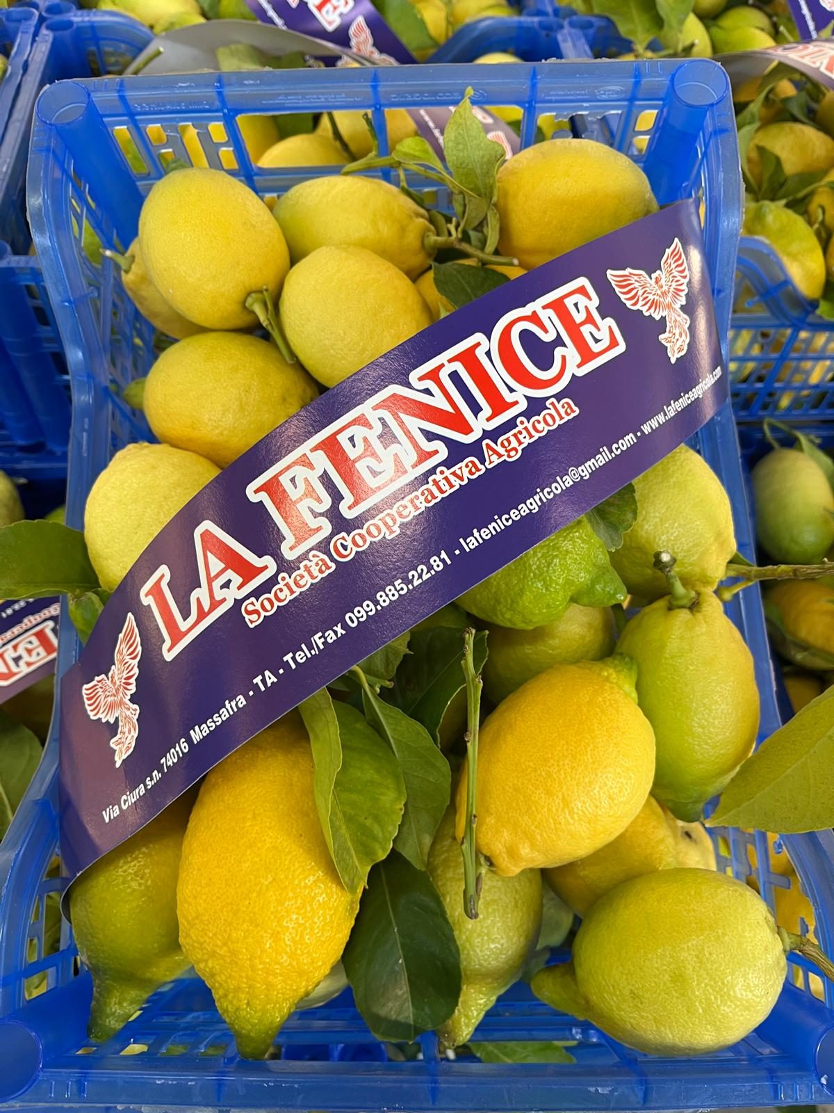 Limoni La Fenice — Limoni coltivati da La Fenice lungo l’arco jonico tarantino.